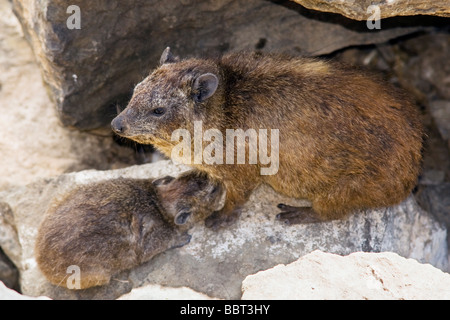 Rock Hyrax Krankenpflege jung - Lake-Nakuru-Nationalpark, Kenia Stockfoto