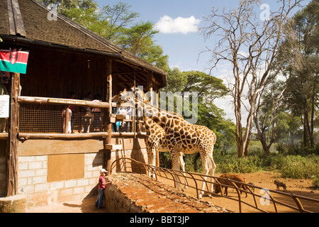 Menschen Fütterung Giraffen - Giraffe Centre - Nairobi, Kenia Stockfoto