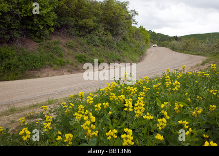 Die gelben Blüten der Golden Banner Linie RD 12 in der Nähe von Kebler Pass 9980 West Elk Mountains Ruby Range Gunnison NF Colorado Stockfoto