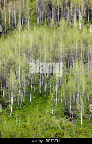 Espe Bäume schaffen Farbe und Muster an den Berghängen in die Maroon Bells Snowmass Wilderness Area in der Nähe von Aspen Colorado USA Stockfoto