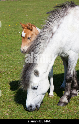 Ponys und Fohlen auf Bodmin Moor in Cornwall UK Stockfoto