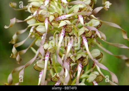 Echsenorchidee, Himantoglossum hircinum, Orchidee Stockfoto