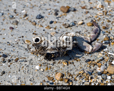 Überreste einer Krabbe am Strand Stockfoto