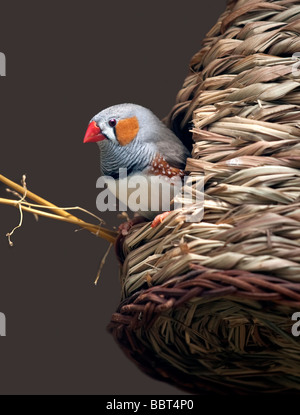 Zebrafinken (Taeniopygia Guttata) männlich im Nest Korb Stockfoto