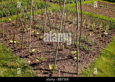 kleiner Gemüsegarten mit Unterstützung für Stangenbohnen in den Vordergrund Worcestershire uk Stockfoto