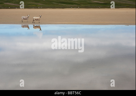 Schafe und ihre Spiegelungen im Wasser auf Traigh Scarista Strand, Isle of Harris, äußeren Hebriden, Scotalnd Stockfoto