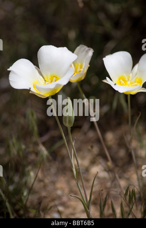 Sego Lily in der Wüste des westlichen Colorado USA Stockfoto