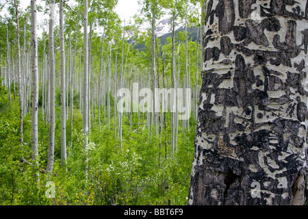 Graffiti auf der weißen Rinde eines Baumes Aspen im Frühling Unabhängigkeit Pass Road Collegiate Peaks Region Pitkin County Colorado Stockfoto