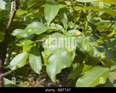 Blätter der Walnussbaum Aceria Erinoea - Gall Milbe verursachten Schäden Stockfoto
