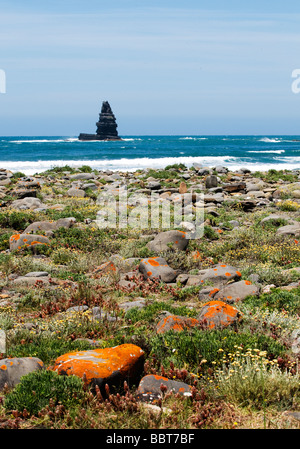 Das Wahrzeichen von Ponta da Agulha (Needle Rock)-Rock-Formation in der Nähe von Arrifana, aus Portugal Algarve-Westküste Stockfoto