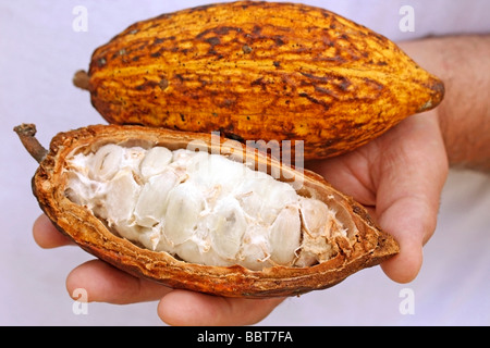 Kakao-Theobroma cacao Stockfoto