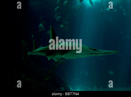 Ein riesiger Guitarfish fotografiert in Gefangenschaft am Lissaboner Ozeanarium (Oceanário de Lisboa), Portugal Stockfoto