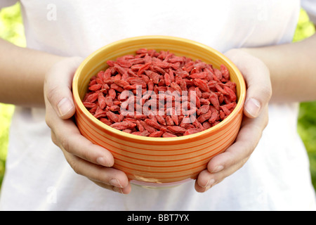 Goji Beeren Lycium Barbarum getrocknet Stockfoto