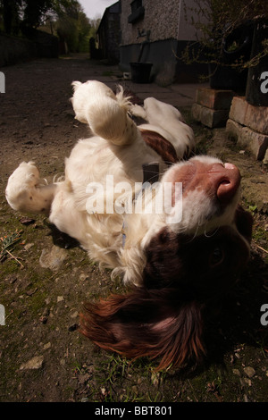 Springer Spaniel. Stockfoto