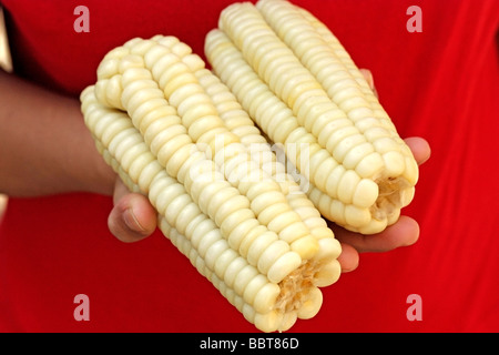 Weiße Sorte der peruanischen Mayze Zea mays Stockfoto