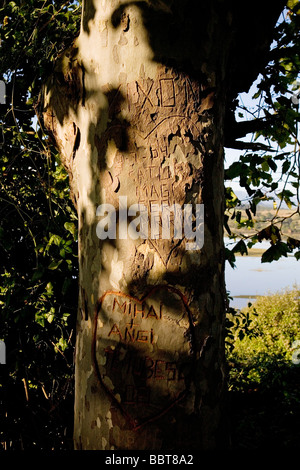 Arbol con un Corazon Marcado markierten Baum mit Herz Stockfoto
