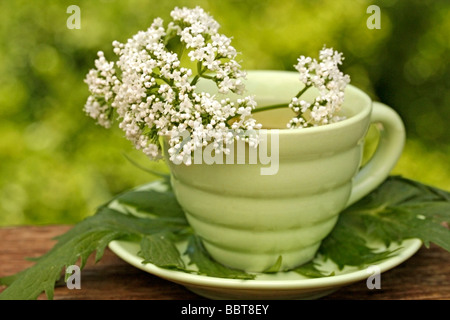 INFUSIÓN de Valeriana Valeriana officinalis Stockfoto