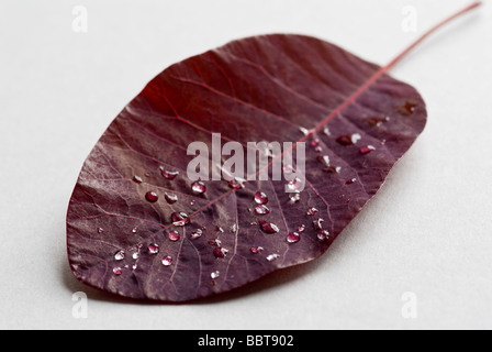 Regentropfen auf trockenen lila Blatt Stockfoto