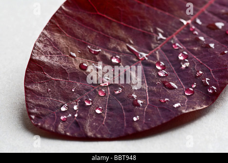 Regentropfen auf trockenen lila Blatt Stockfoto