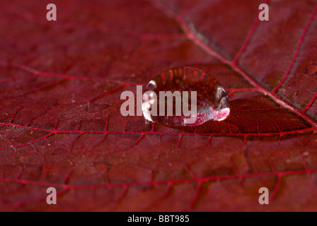 Regentropfen auf trockenen lila Blatt Stockfoto