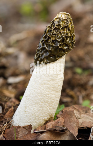 Der gemeinsame Pilz Stinkmorchel (Phallus Impudicus) Stockfoto