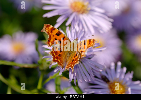 Komma Polygonia c-Album auf Aster fotografiert in UK Stockfoto