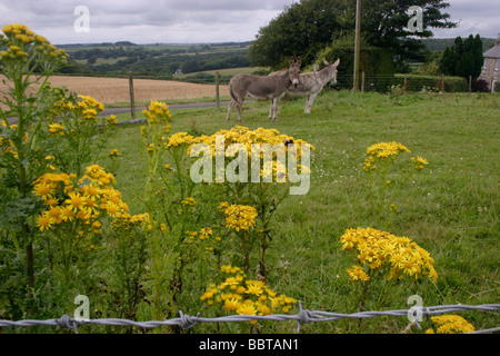 Gemeinsamen Kreuzkraut Senecio Jacobaea Asteraceae in einem Feld mit Eseln UK Stockfoto