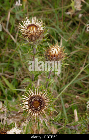 Carline Distel Carlina Vulgaris Korbblütler UK Stockfoto