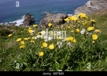 Mehrjährige Sow Thistle Sonchus Arvensis Korbblütler in Klippen Grünland UK Stockfoto