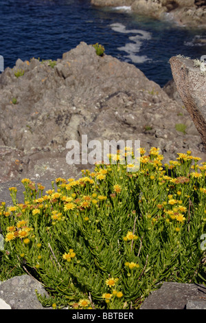 Goldene Queller Inula Crithmoides Asteraceae UK Stockfoto