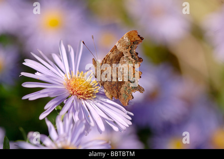 Komma Polygonia c-Album auf Aster fotografiert in UK Stockfoto