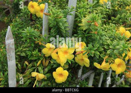 Allamanda Cathartica Goldene Trompete gelbe Blumen Stockfoto