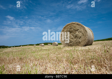 Strohballen auf einem Feld Stockfoto