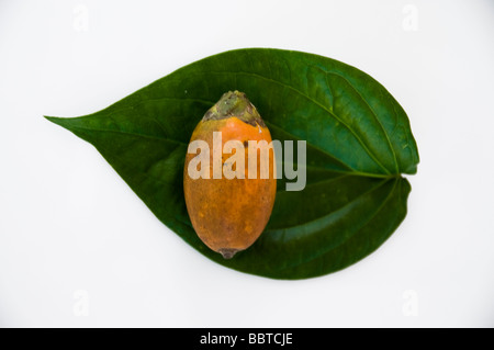 Betelblatt und Areca-Nuss Stockfoto