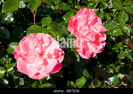 Rosa Anna Livia "Kormetter" Stockfoto