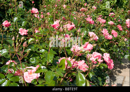 Rosa Anna Livia "Kormetter" Stockfoto