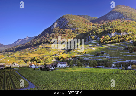 Ein Blick über die Weinberge in Aigle, Schweiz, im Licht frühen Morgens. Platz für Text in den Himmel. Stockfoto