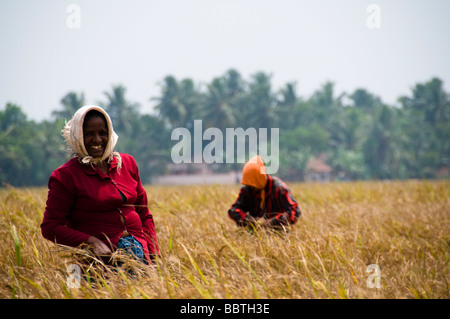 Frau, die Ernte Reis im Reisfeld, Indien Stockfoto