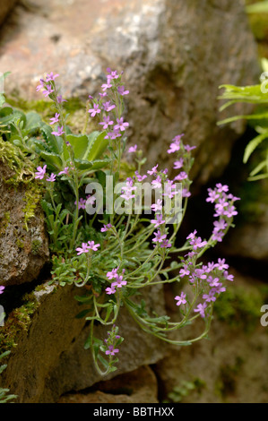 Fee Fingerhut Erinus Alpinus auf Felswand fotografiert in Pyrenäen, Frankreich Stockfoto