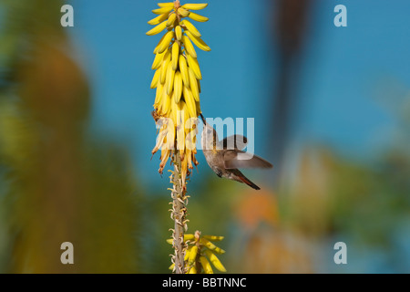 Ruby Topaz Kolibri Chrysolampis Mosquitus Weibchen ernähren sich von einer gemeinsamen Aloe-Aloe barbadensis Stockfoto