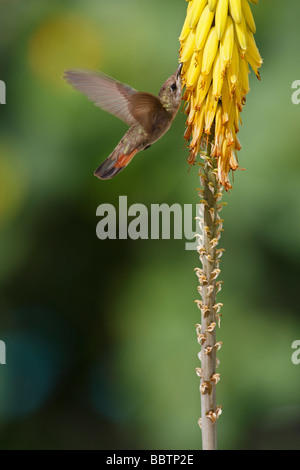 Ruby Topaz Kolibri Chrysolampis Mosquitus Weibchen ernähren sich von einer gemeinsamen Aloe-Aloe barbadensis Stockfoto