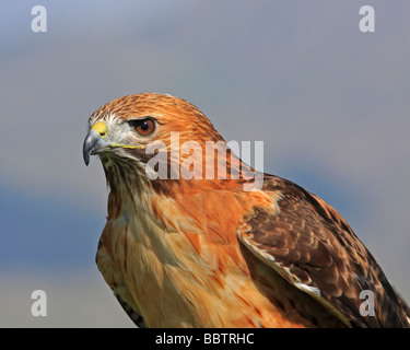 Habicht Rotschwanzboa rote Buteo Jamaicensis Wildtiere im Freien fliegen Federn Vogel Raubvogel Stockfoto