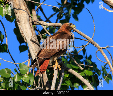 Habicht Rotschwanzboa rote Buteo Jamaicensis Vogel wilde Tiere im Freien fliegen Federn Raubvogel Baum blauen Himmel Stockfoto