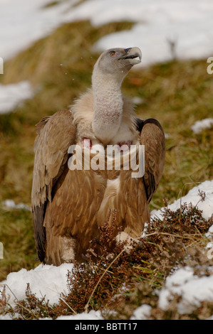 Griffon Vulture abgeschottet Fulvus im Schnee fotografiert in Frankreich Stockfoto