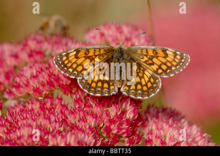 Heide Fritillary Melitaea Athalia auf Sedum Blume Bilder aus dem Monat in Frankreich Stockfoto