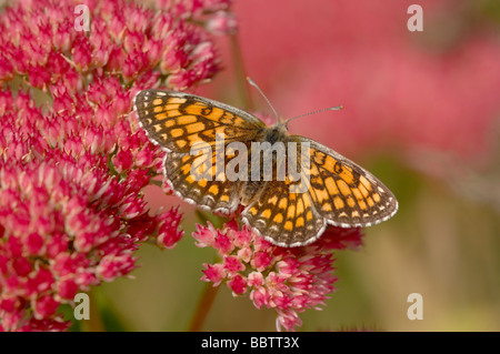 Heide Fritillary Melitaea Athalia fotografiert Fütterung auf Sedum Blumen in Frankreich Stockfoto