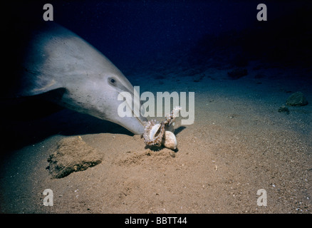 Bottlenose Dolphin Tursiops Truncatus Spiel mit Reef Octopus Cyanea sp auf Sandboden Stockfoto