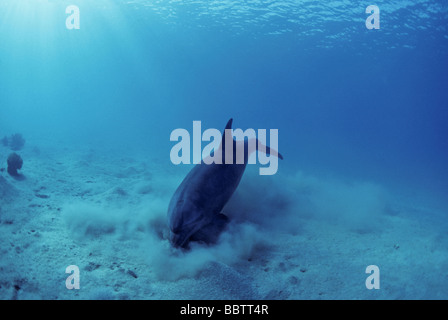 Bottlenose Dolphin Tursiops Truncatus Fütterung im sandigen Boden Stockfoto