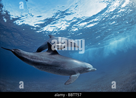 Wilde Bottlenose Delphine Tursiops Truncatus Mutter und Kalb schwimmen in Brandungszone Nuweiba Ägypten Rotes Meer Stockfoto