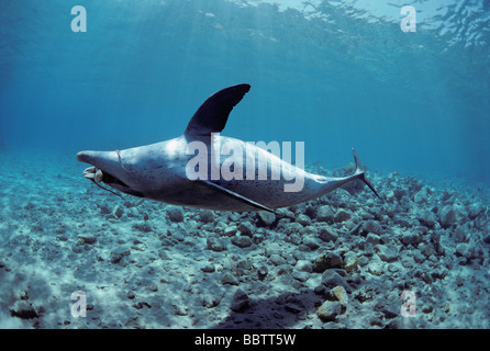 Wilde Bottlenose Dolphin Tursiops Truncatus spielen mit Reef Octopus Cyanea sp Nuweiba Ägypten Rotes Meer Stockfoto